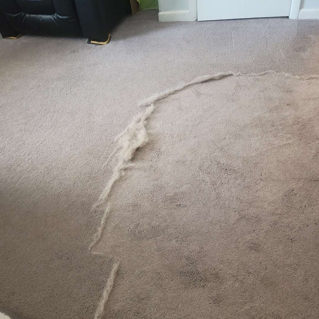 Pelo recogido de la alfombra