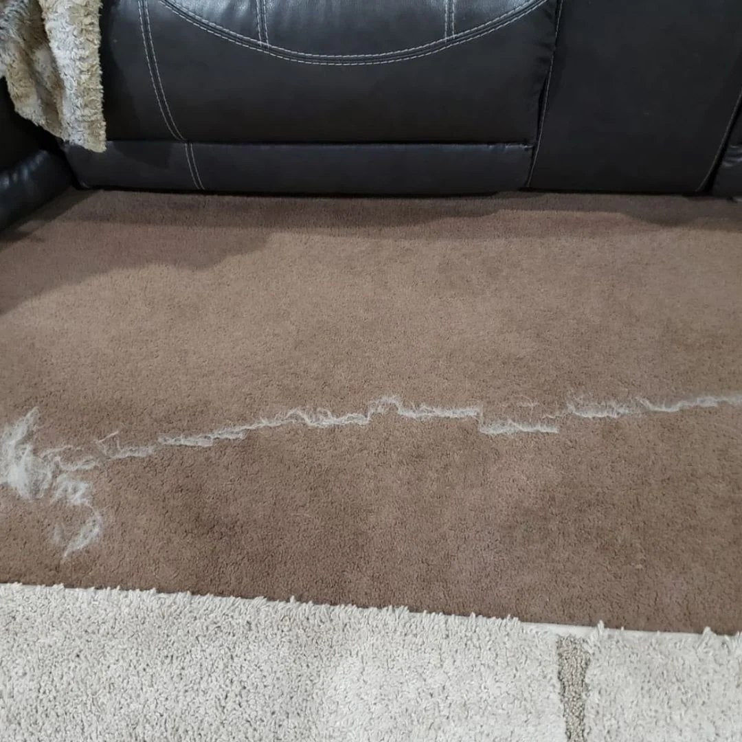 Sofa y alfombra con pelo de mascota