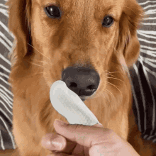 Peludoff Dedal Dental en uso