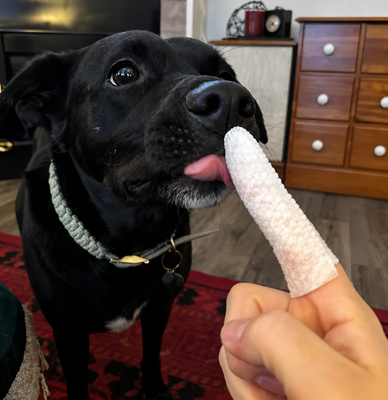 Reseña Peludoff Dedal Dental, perro negro