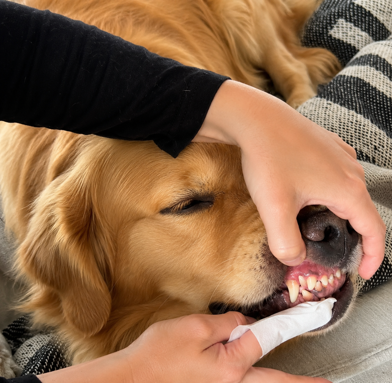 Reseña Peludoff Dedal Dental, golden retriever