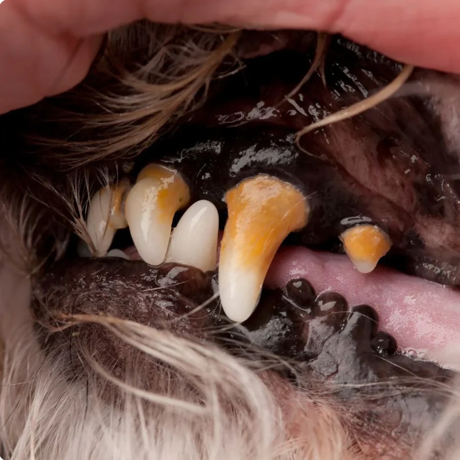 Sarro acumulado en dientes de perro